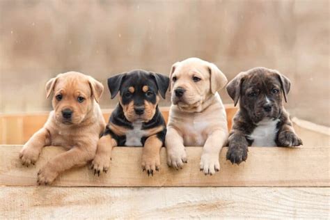 5 inches (male), 20-22 inches (female) Weight: 45-60 pounds (male), 35-50 pounds (female) Life Expectancy: 12-14 years Barking Level: Very. . Free puppies in my area